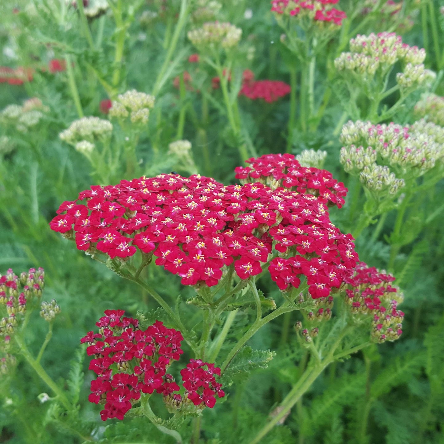G1563 Achillea Millefolium New Vintage Red - View 1 from www redcrocus com