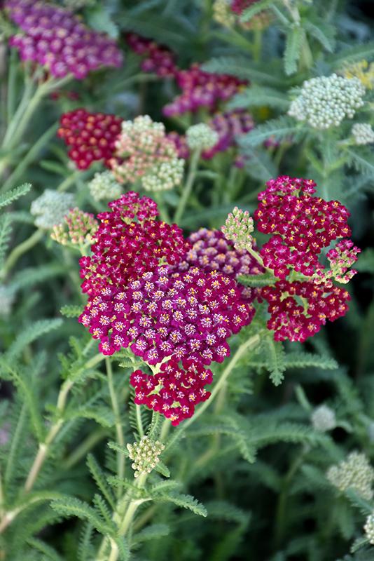G1563 Achillea Millefolium New Vintage Red 2 D4ed339e 4a41 4307 9b00 Fca6c9632144 from www redcrocus com