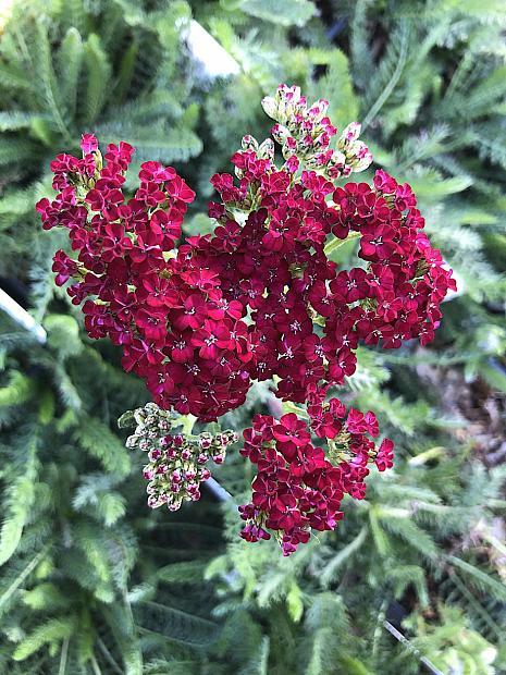 G1563 Achillea Millefolium New Vintage Red 4 5140541c D37c 4364 9472 9ccad52a6961 from www redcrocus com