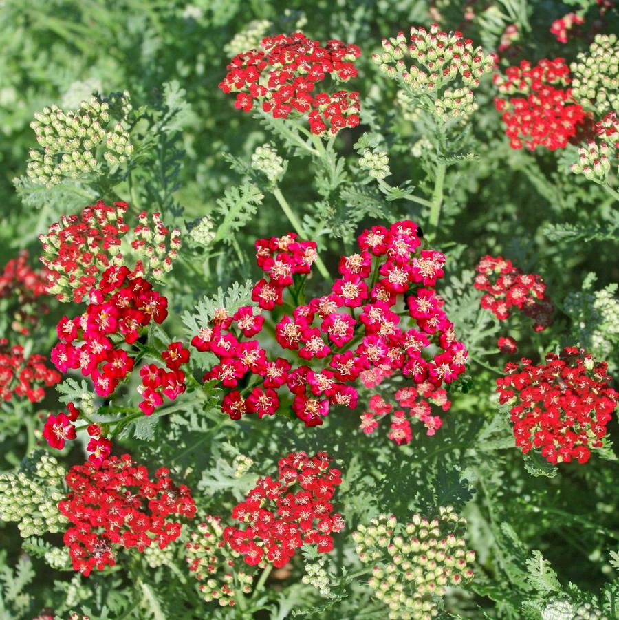 G1563 Achillea Millefolium New Vintage Red 5 5d3900b7 78f2 44d9 9de2 24d54c927a6e from www redcrocus com