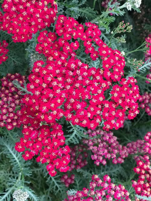 G1563 Achillea Millefolium New Vintage Red 7 9a5a081a 1f48 42cc Baa9 5c75336b1d9d from www redcrocus com