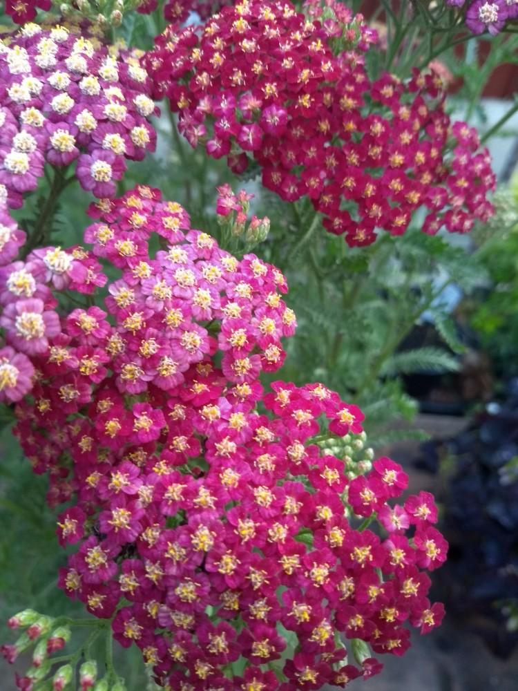 G1563 Achillea Millefolium New Vintage Red 8 671a760d 5676 4c02 Adc2 3ee47d5c160c from www redcrocus com