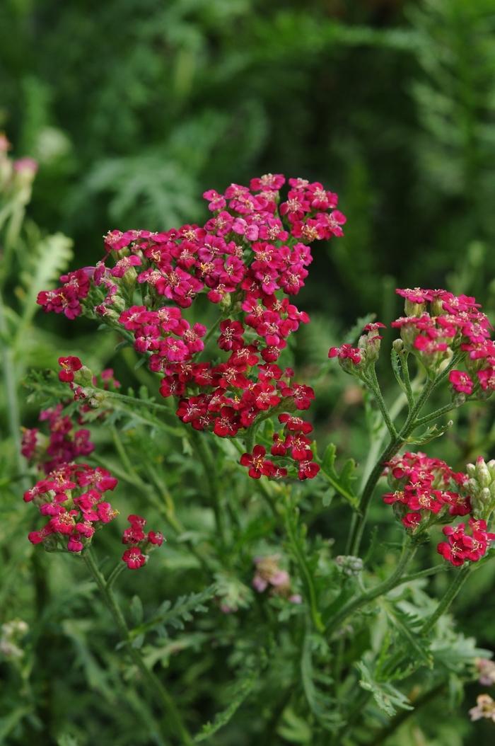G1563 Achillea Millefolium New Vintage Red 9 6baa91f4 Fe1b 4754 957b Fc33350b0d59 from www redcrocus com