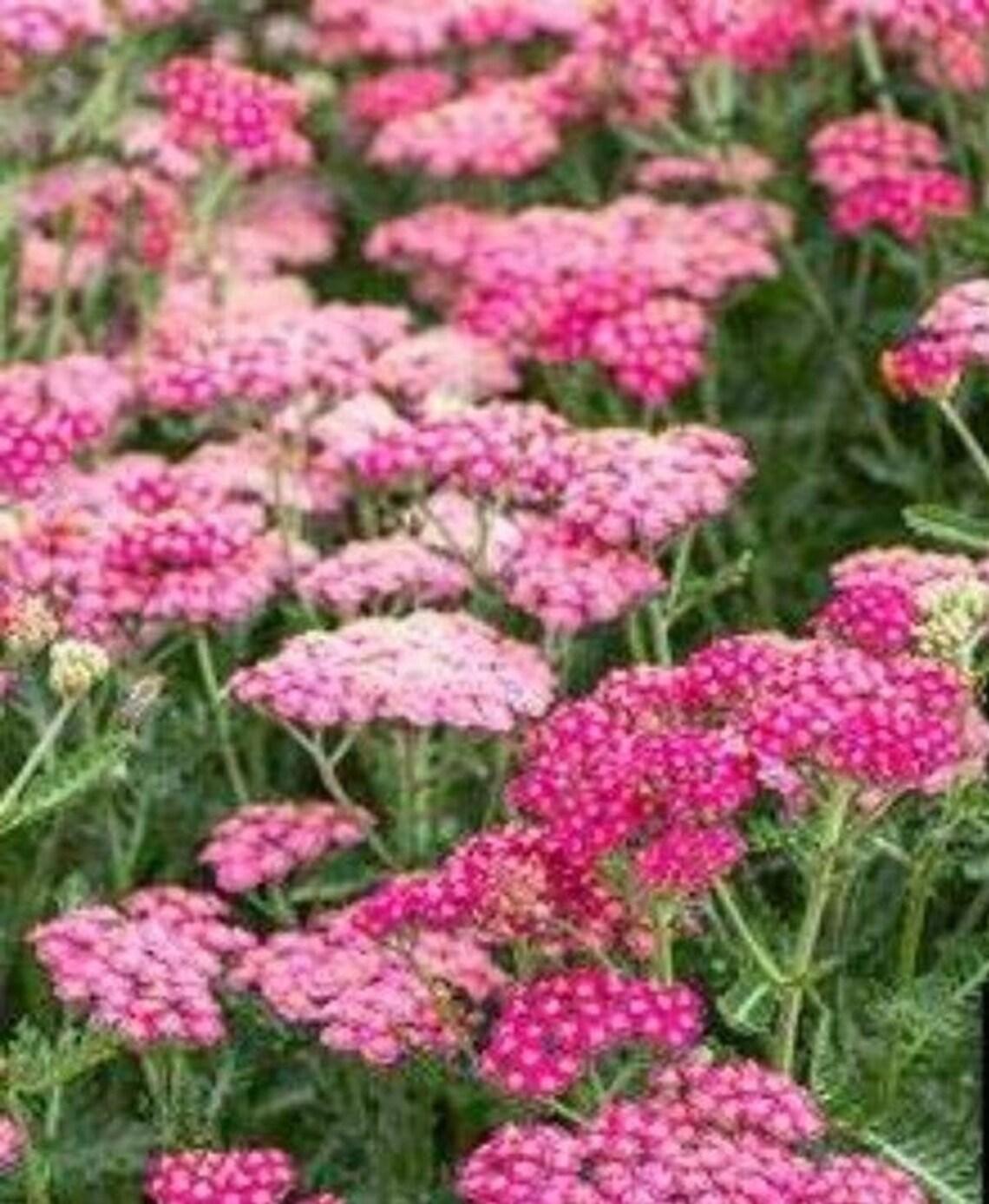 G1564 Achillea Millefolium New Vintage Rose 10 D2f41741 F9bf 4d24 9ce2 2679c67b8909 from www redcrocus com