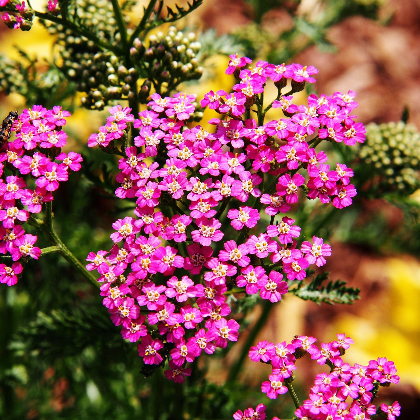 G1564 Achillea Millefolium New Vintage Rose 11 11e4d591 Be42 454a Ad9d 891f30ddc26f from www redcrocus com