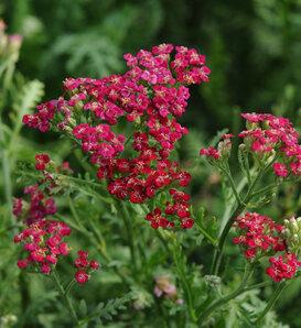 G1564 Achillea Millefolium New Vintage Rose 13 5b2ae445 72c4 48c6 9a4e Ecf6b2dcdd64 from www redcrocus com