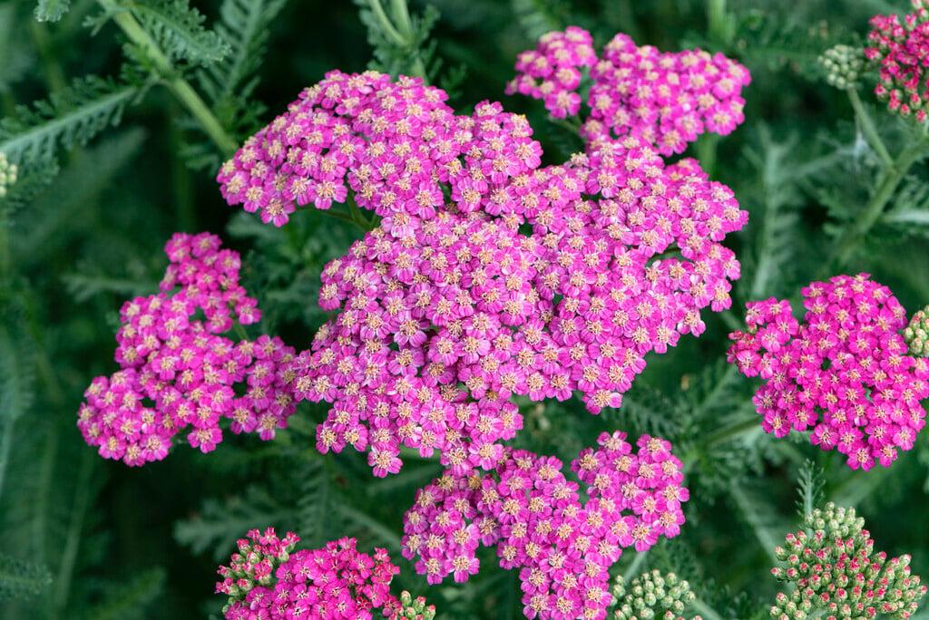 G1564 Achillea Millefolium New Vintage Rose 15 969a2d72 3228 4cf0 A7e3 055c45ac73ac from www redcrocus com