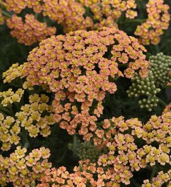G1564 Achillea Millefolium New Vintage Rose 16 F20d7fcd 5e08 464a 8385 1f98760adcf6 from www redcrocus com