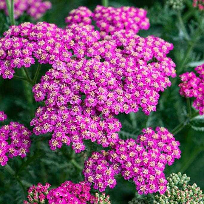 G1564 Achillea Millefolium New Vintage Rose 18 07e4561a 5f6a 4564 9d7c B9be02b04736 from www redcrocus com