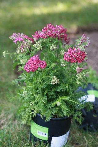 G1564 Achillea Millefolium New Vintage Rose 19 1f098e7e 8145 444b B2a6 Bd1e5377d551 from www redcrocus com