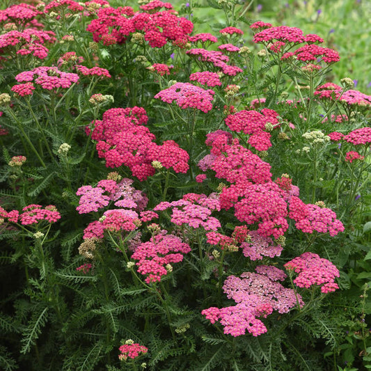 G1564 Achillea Millefolium New Vintage Rose - View 1 from www redcrocus com