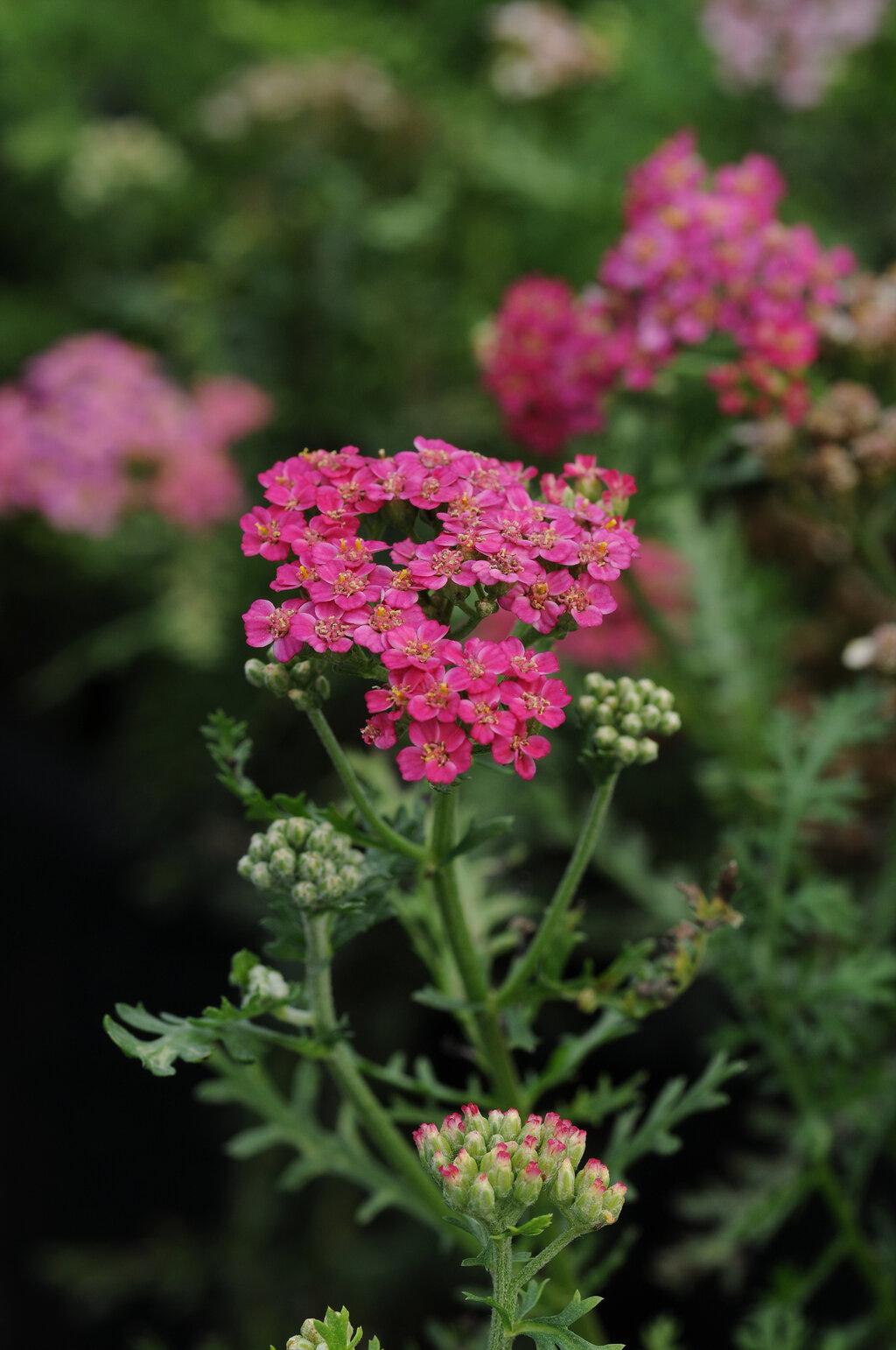 G1564 Achillea Millefolium New Vintage Rose 3 Bf17de1e 2c20 4e8c 9e75 8e79a0fad834 from www redcrocus com