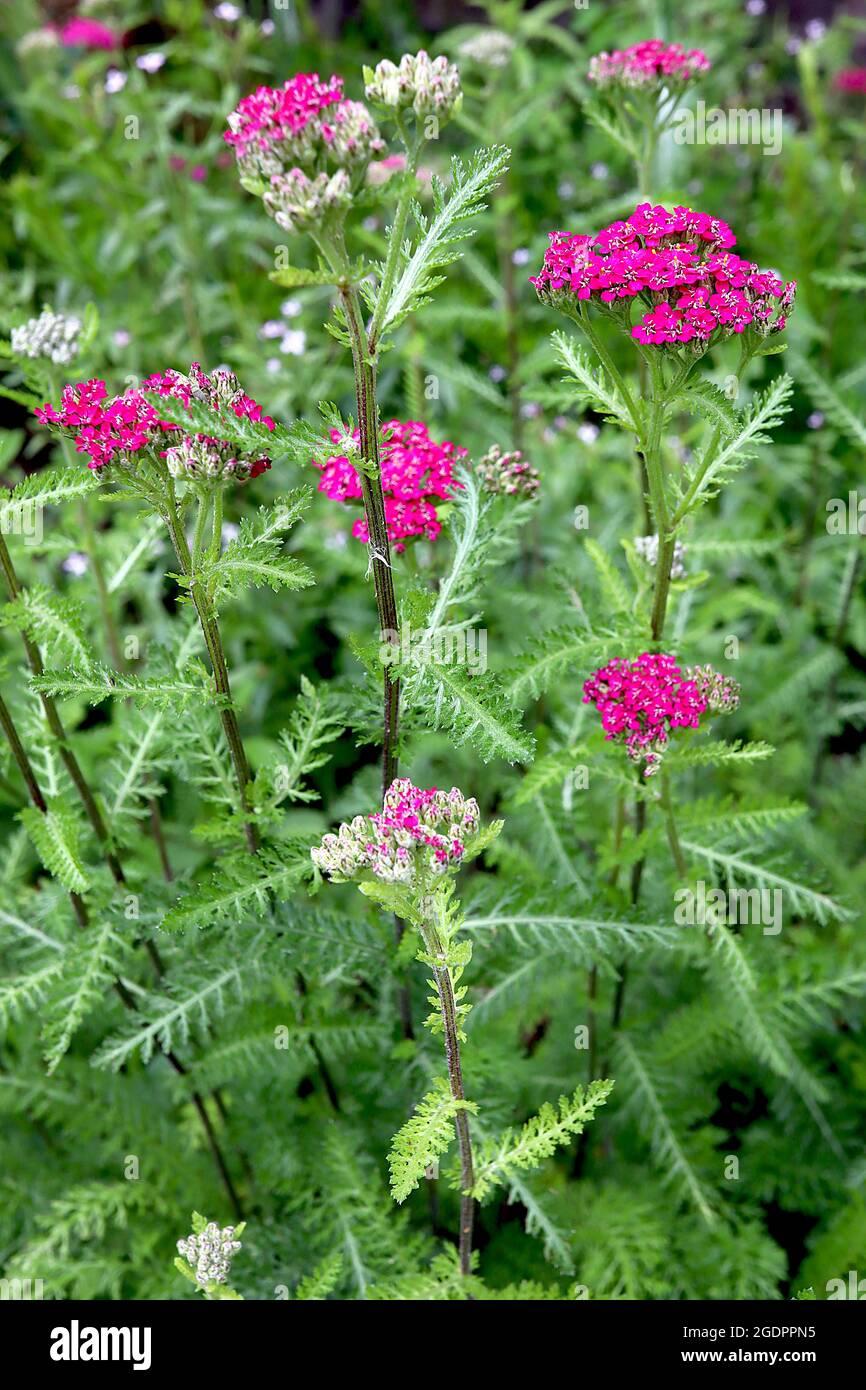 G1564 Achillea Millefolium New Vintage Rose 5 81e9b59d 0477 456a B8f6 2c5b3407ba14 from www redcrocus com