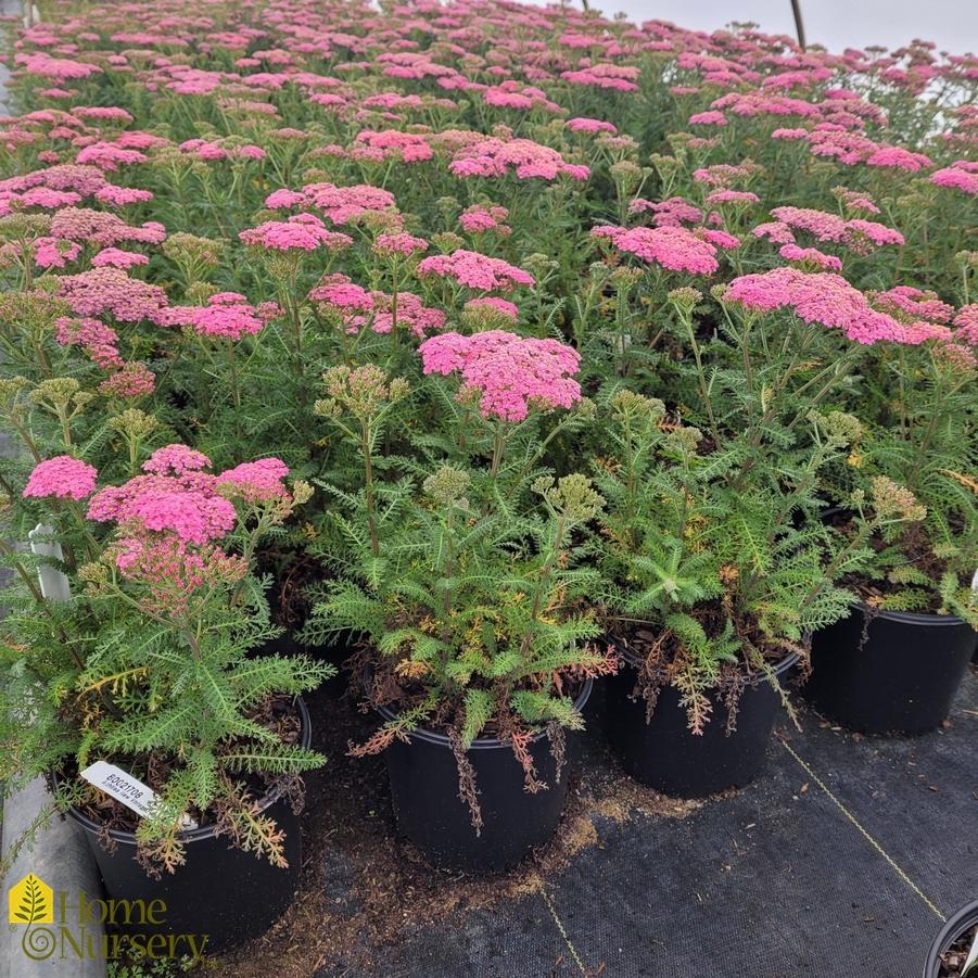 G1564 Achillea Millefolium New Vintage Rose 9 1c904905 7add 4a61 8d08 94a4887dc142 from www redcrocus com