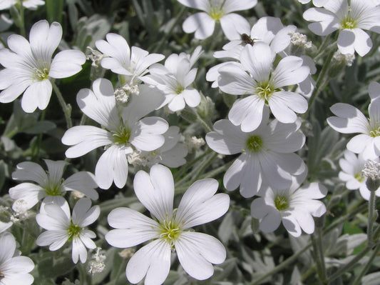 G156 Cerastium Tomentosum - View 1 from www redcrocus com