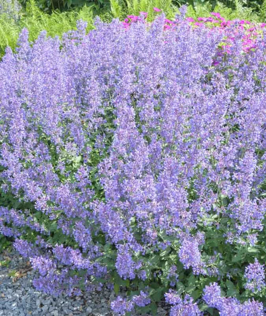 G1572 Nepeta X Faassenii Junior Walker - View 1 from www redcrocus com
