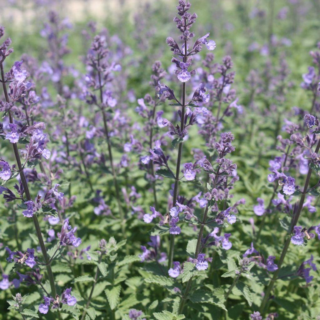 G1572 Nepeta X Faassenii Junior Walker - View 8 from www redcrocus com