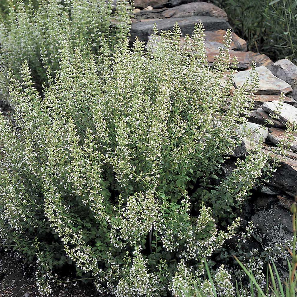 G1576 Calamintha Nepeta White Cloud - View 10 from www redcrocus com