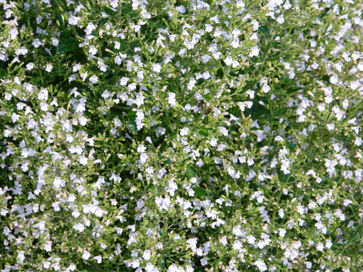 G1576 Calamintha Nepeta White Cloud - View 11 from www redcrocus com