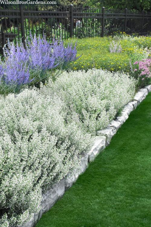 G1576 Calamintha Nepeta White Cloud 1 9218aeb3 E063 4935 A31b Fa6dafec358d from www redcrocus com