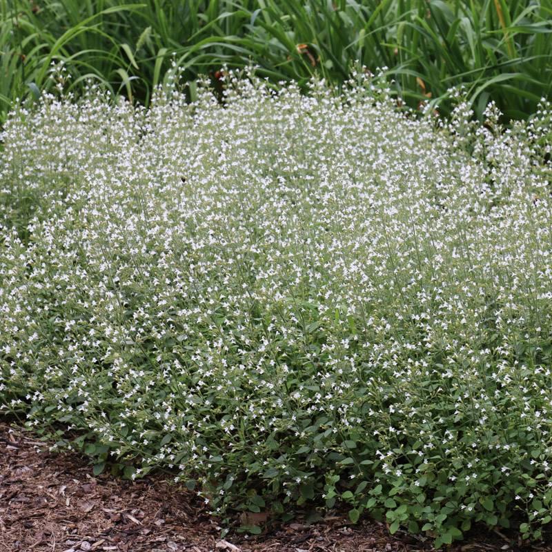 G1576 Calamintha Nepeta White Cloud - View 2 from www redcrocus com