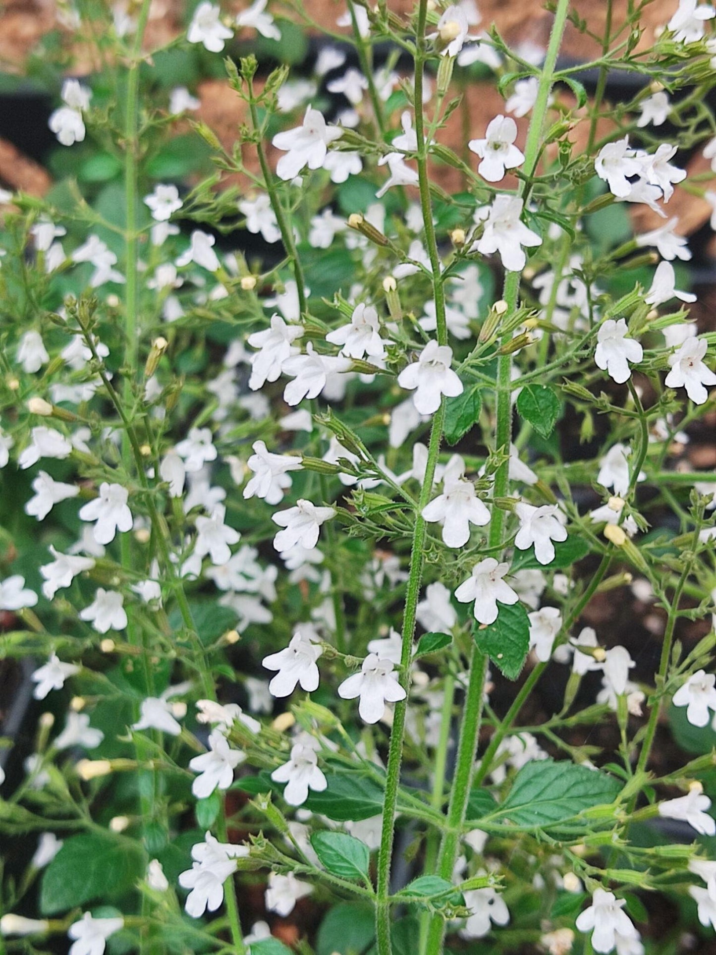 G1576 Calamintha Nepeta White Cloud - View 4 from www redcrocus com