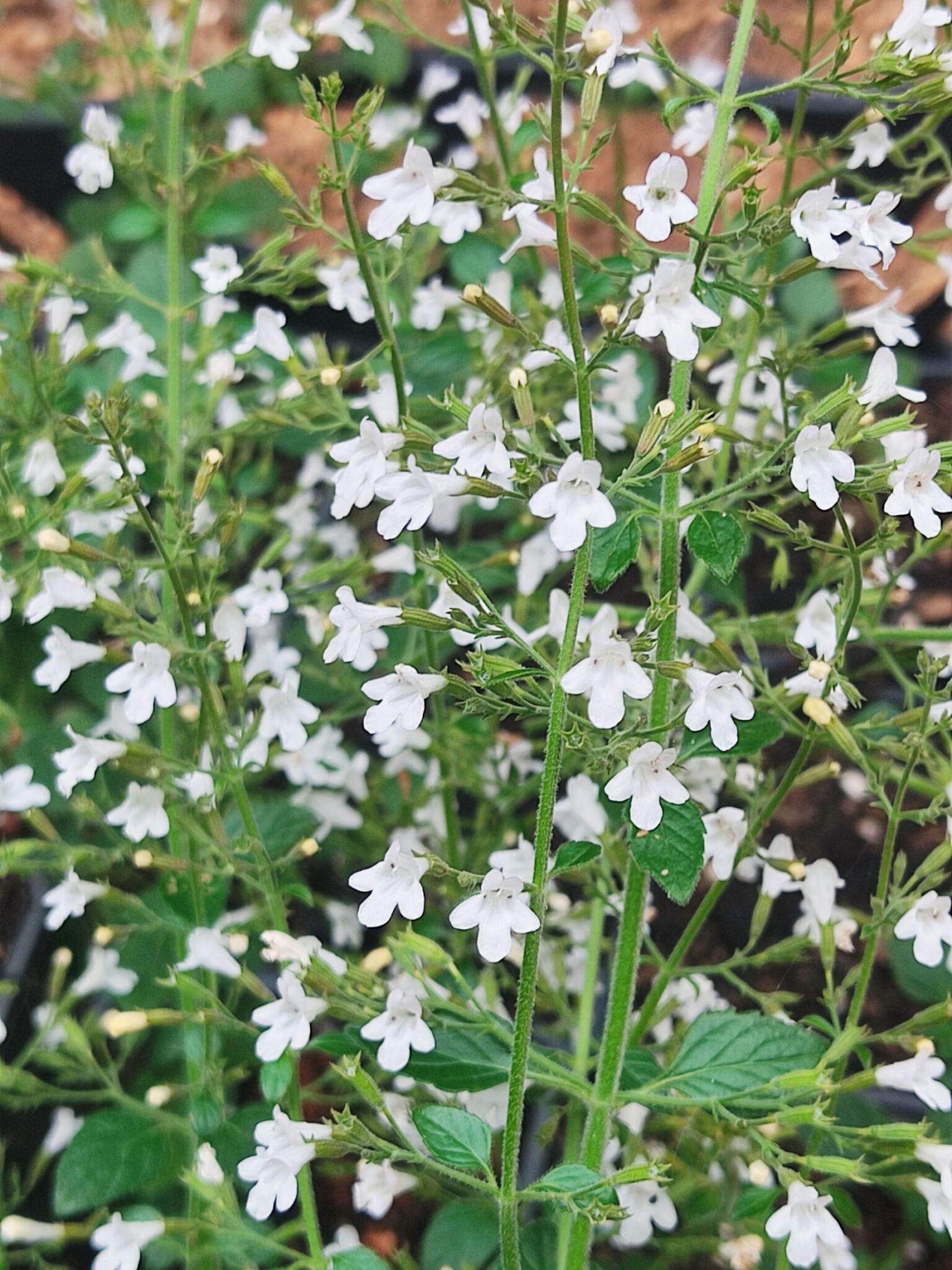G1576 Calamintha Nepeta White Cloud - View 4 from www redcrocus com