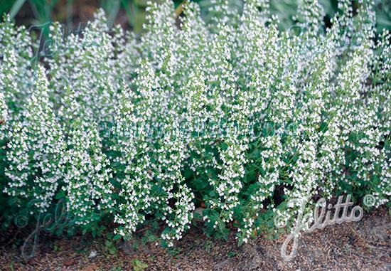 G1576 Calamintha Nepeta White Cloud - View 7 from www redcrocus com