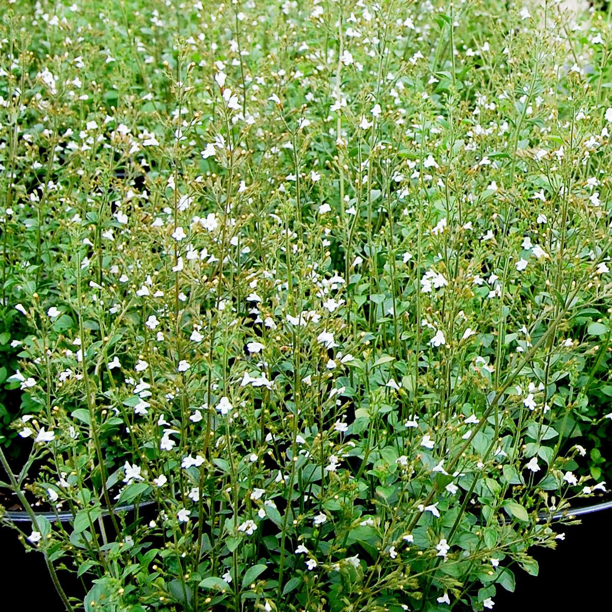 G1576 Calamintha Nepeta White Cloud - View 9 from www redcrocus com