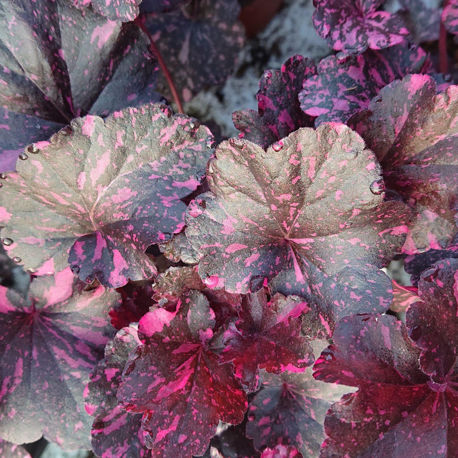 G1587 Heuchera X Midnight Rose - View 10 from www redcrocus com