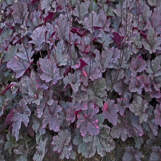 G1587 Heuchera X Midnight Rose - View 11 from www redcrocus com