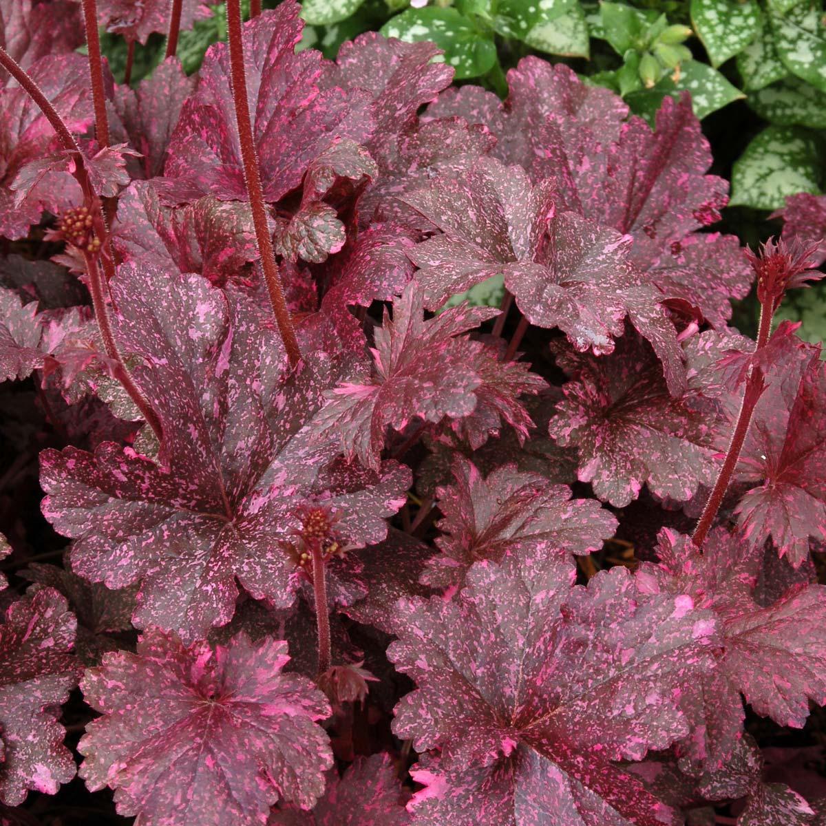 G1587 Heuchera X Midnight Rose - View 12 from www redcrocus com