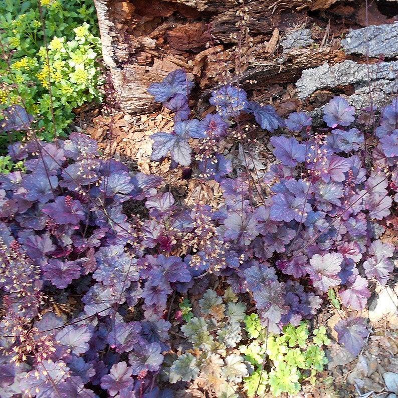 G1587 Heuchera X Midnight Rose - View 13 from www redcrocus com