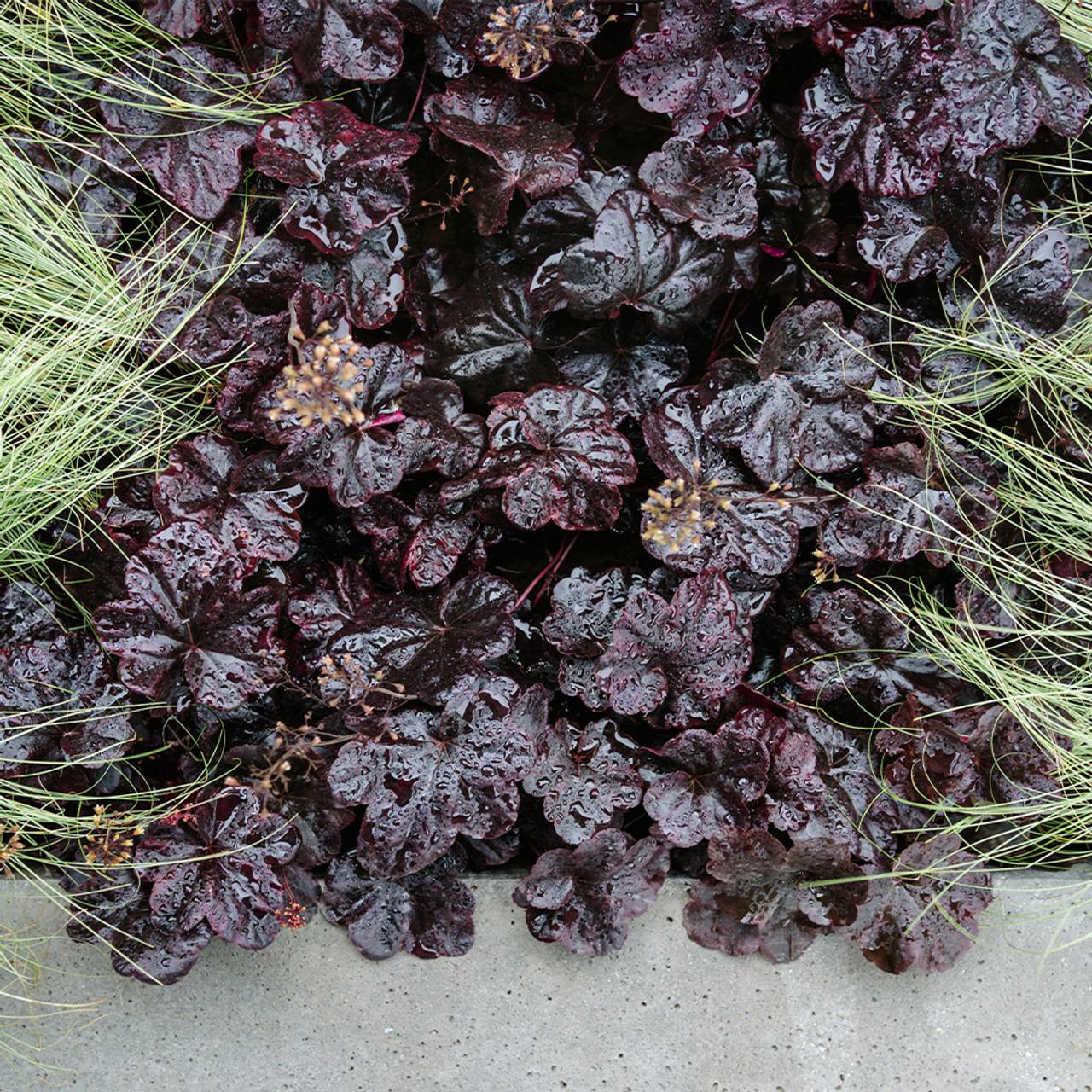 G1587 Heuchera X Midnight Rose - View 15 from www redcrocus com