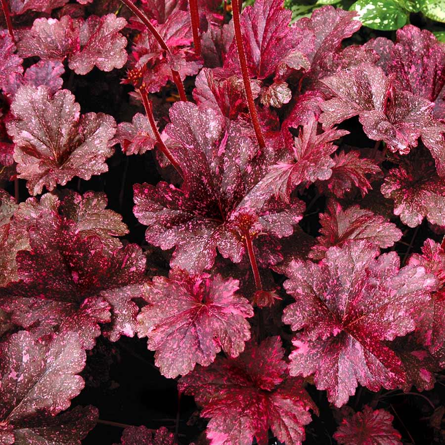 G1587 Heuchera X Midnight Rose - View 16 from www redcrocus com