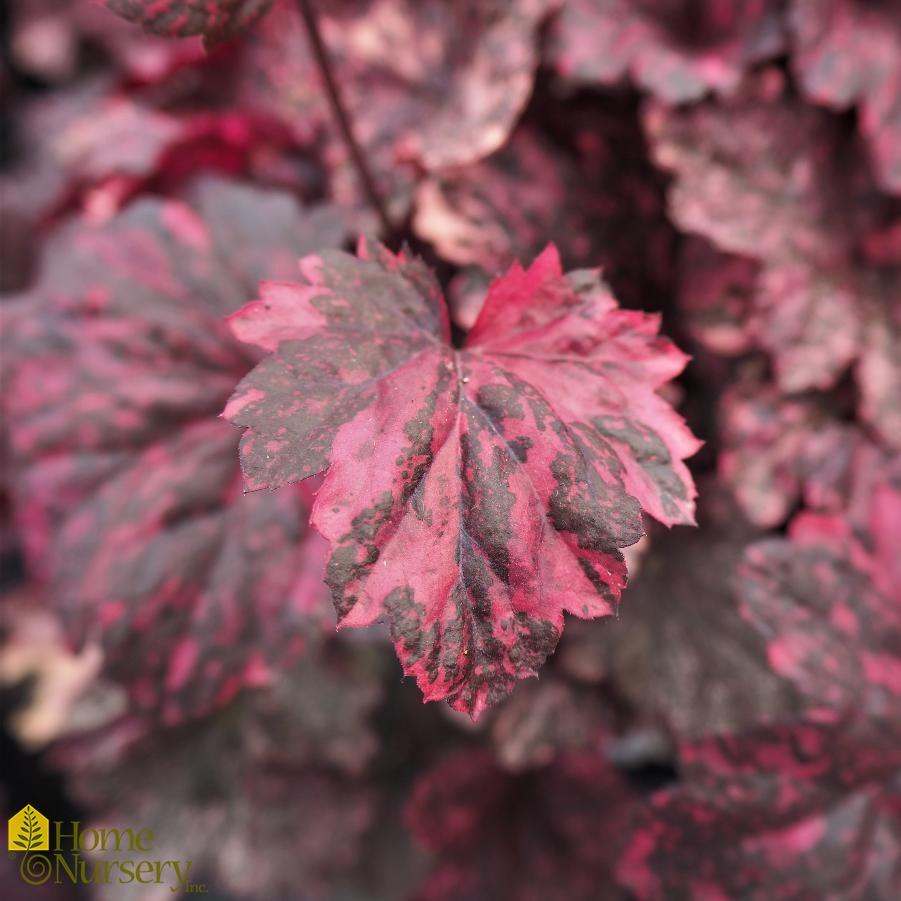 G1587 Heuchera X Midnight Rose - View 18 from www redcrocus com