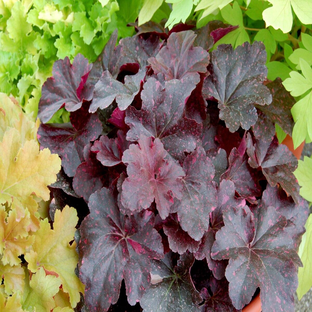 G1587 Heuchera X Midnight Rose - View 5 from www redcrocus com