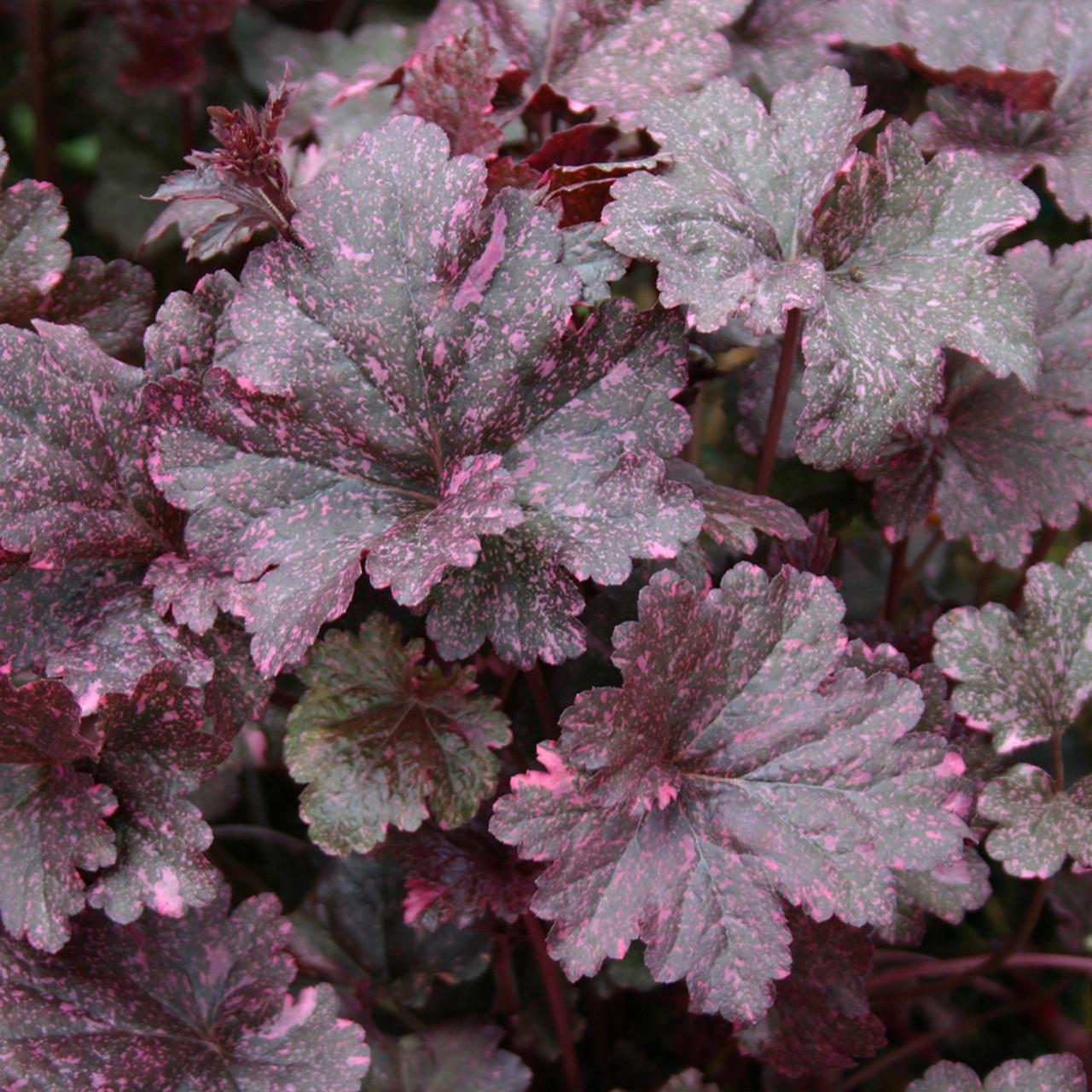 G1587 Heuchera X Midnight Rose - View 9 from www redcrocus com