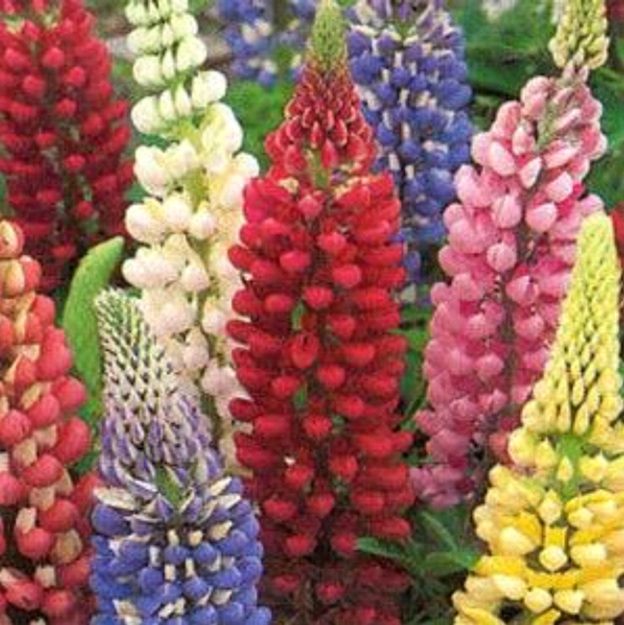 G1588 Lupinus X Russell Hybrids Mix 10 5f86bf0a A779 4f47 Ada7 55a94df79542 from www redcrocus com
