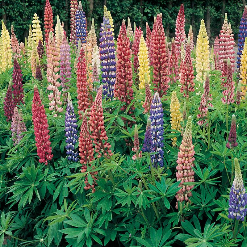 G1588 Lupinus X Russell Hybrids Mix 11 3392d318 A3d9 4e0f Bdaf Cebea03dd2bd from www redcrocus com