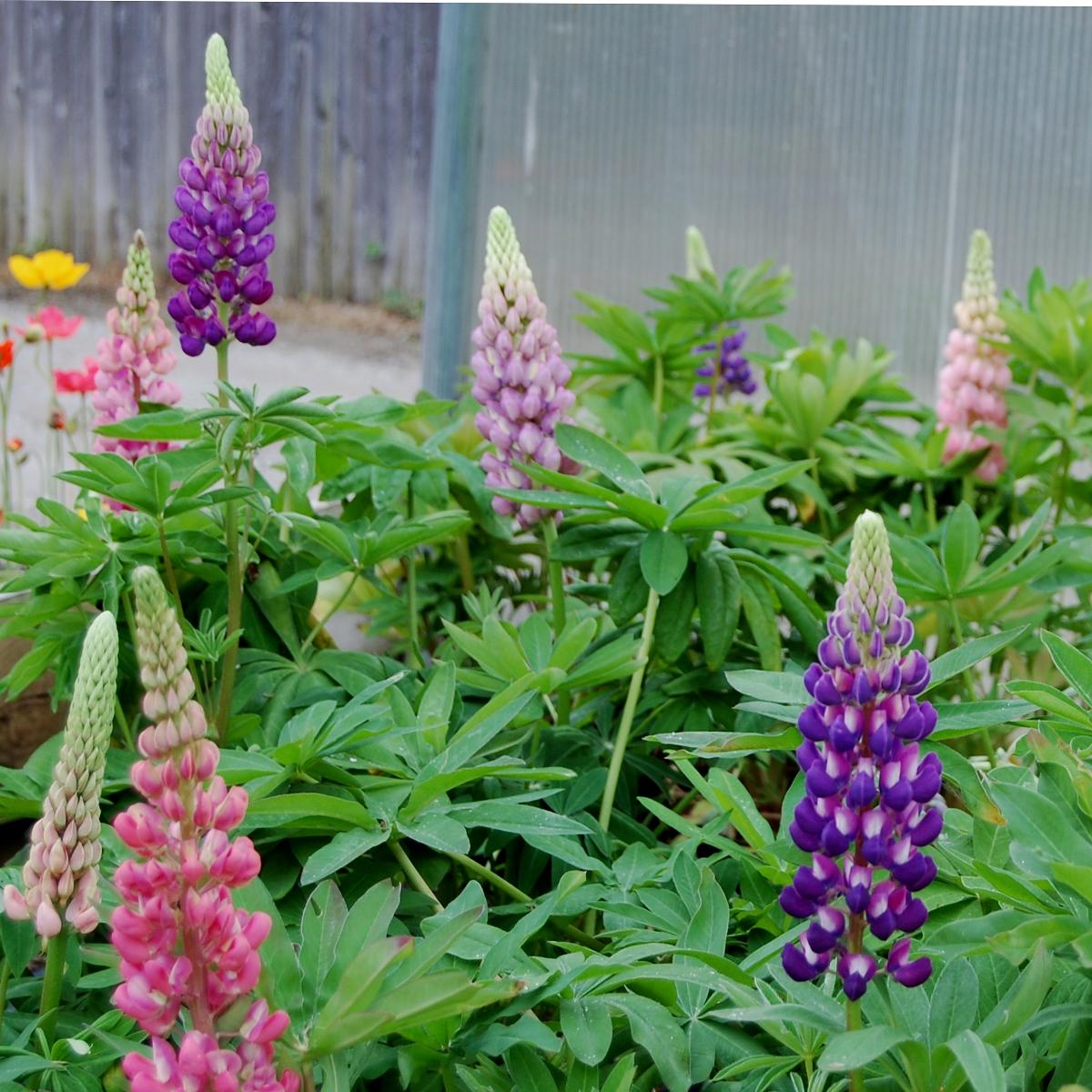 G1588 Lupinus X Russell Hybrids Mix 13 45d2ac81 C094 439d 988e 49ea59e2801b from www redcrocus com