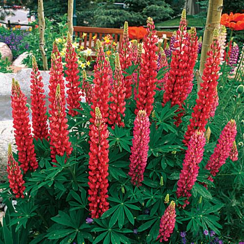 G1588 Lupinus X Russell Hybrids Mix 14 18c652b9 556d 498d B407 1e22be4c01d0 from www redcrocus com