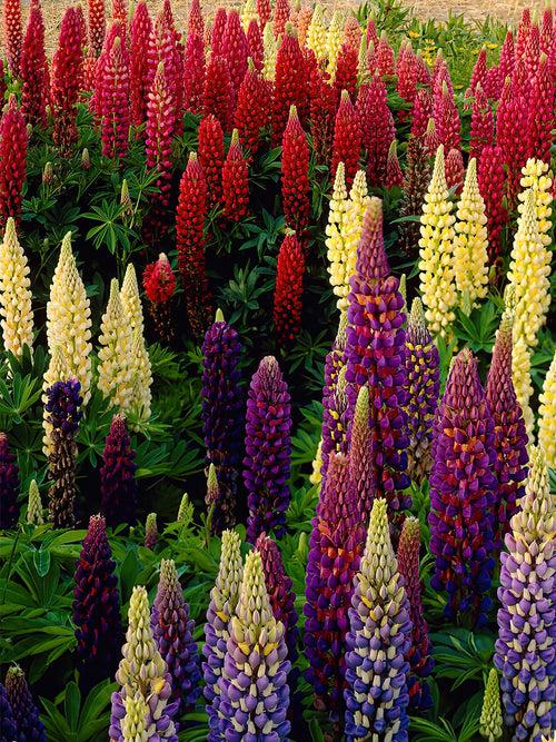 G1588 Lupinus X Russell Hybrids Mix 16 927f8dd6 D3d6 4aab 9b47 Cfddf7526668 from www redcrocus com