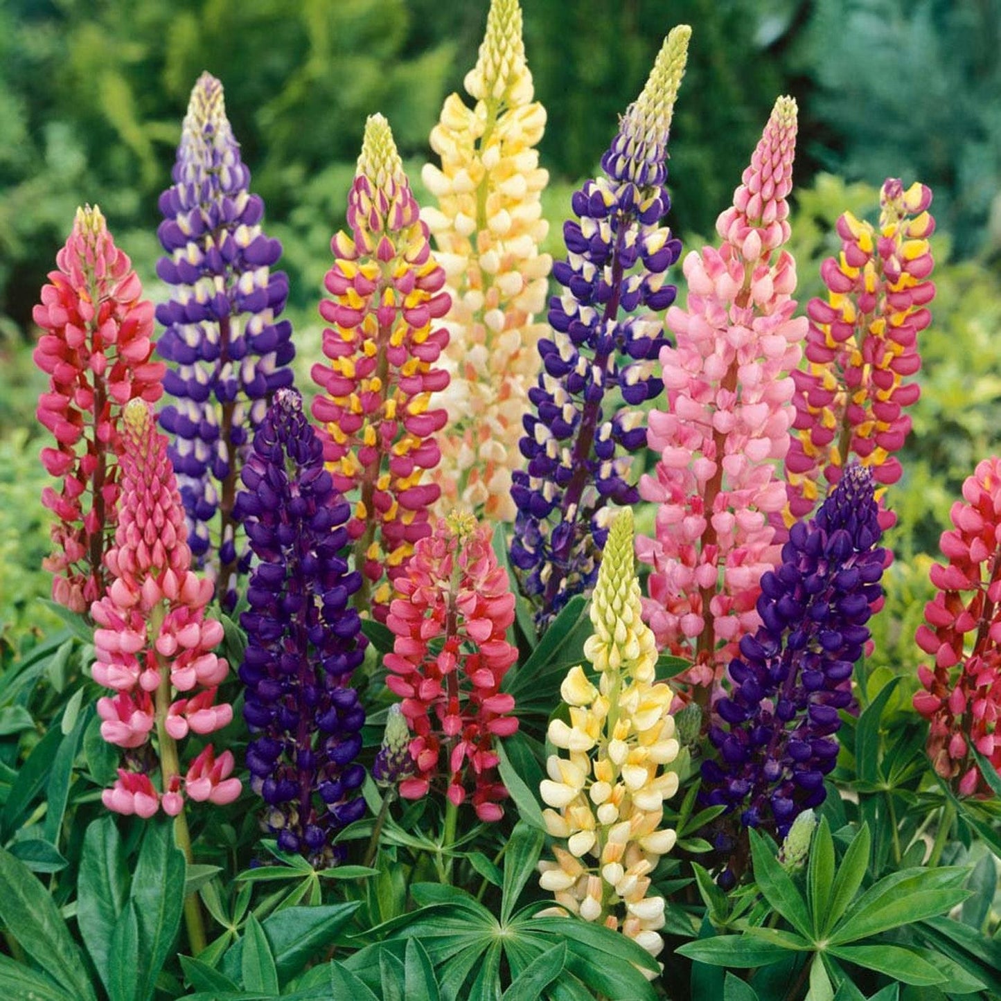 G1588 Lupinus X Russell Hybrids Mix 17 690f798c 478a 402c B707 Dd1d2000a423 from www redcrocus com