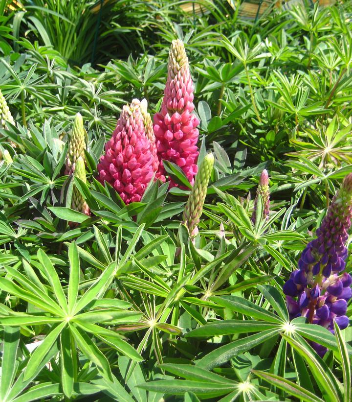 G1588 Lupinus X Russell Hybrids Mix 19 8aff8116 F3fc 490f 8ff1 666c66f7bdb2 from www redcrocus com