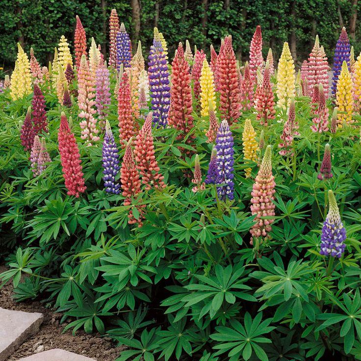 G1588 Lupinus X Russell Hybrids Mix 1 Abe7fba7 4336 4f78 Ba7e 5cdf573e9c0a from www redcrocus com