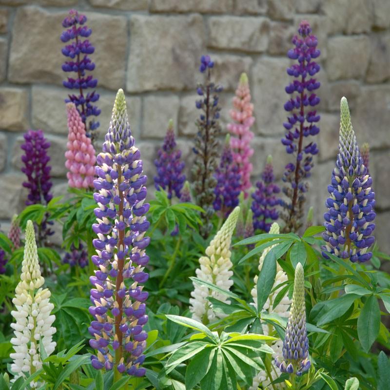 G1588 Lupinus X Russell Hybrids Mix 20 D66421df 7b72 4856 B49d F539b8e5e939 from www redcrocus com