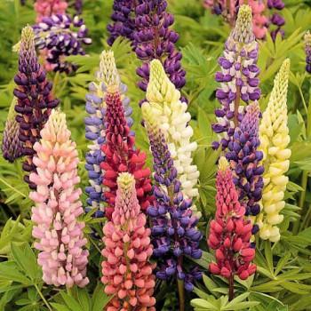 G1588 Lupinus X Russell Hybrids Mix 7 132bb25e B2ac 4e15 A10f 65236c1d428e from www redcrocus com