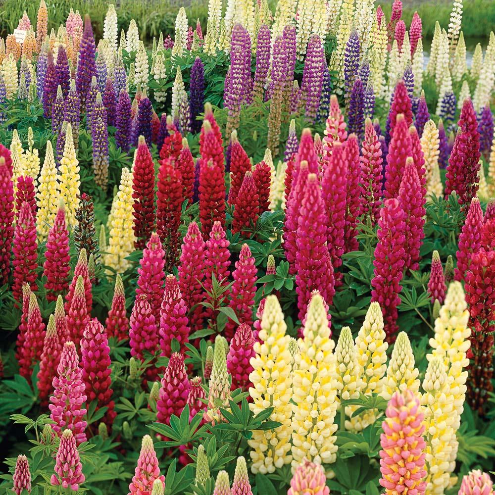 G1588 Lupinus X Russell Hybrids Mix 8 34b580ed 8a03 4206 9ea7 D2ed2d4ad230 from www redcrocus com