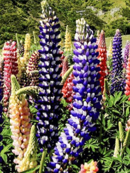 G1588 Lupinus X Russell Hybrids Mix 9 6b73af11 B0e9 407f Ac68 2770b4cfb9ab from www redcrocus com